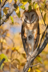 Barn Owl