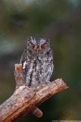 Flammulated Owl