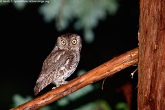 Western Screech-Owl