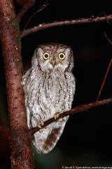 Western Screech-Owl