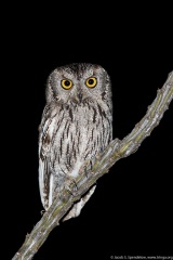 Western Screech-Owl