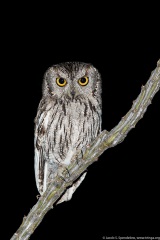 Western Screech-Owl