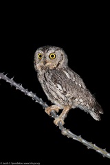 Western Screech-Owl