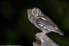 Western Screech-Owl