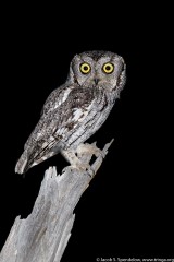 Western Screech-Owl