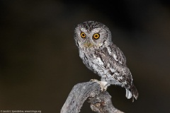 Whiskered Screech-Owl