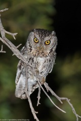 Whiskered Screech-Owl