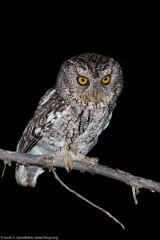 Whiskered Screech-Owl