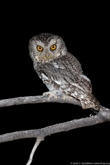 Whiskered Screech-Owl