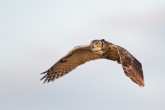 Great Horned Owl