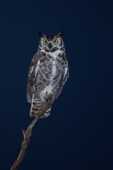 Great Horned Owl