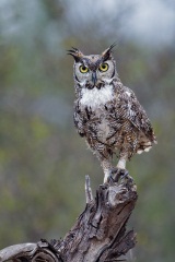 Great Horned Owl