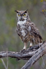 Great Horned Owl