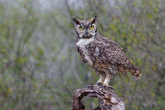 Great Horned Owl