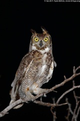 Great Horned Owl