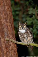 Great Horned Owl