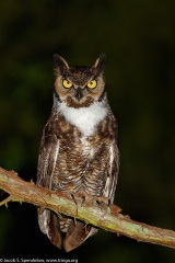 Great Horned Owl