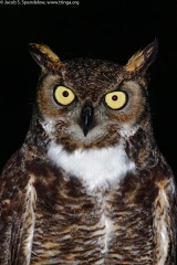 Great Horned Owl