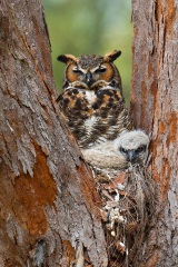 Great Horned Owl