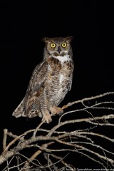 Great Horned Owl