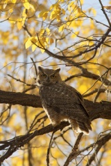 Great Horned Owl