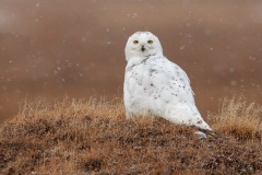 Snowy Owl