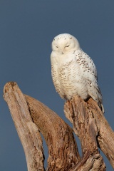 Snowy Owl