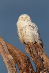 Snowy Owl