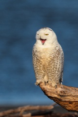 Snowy Owl