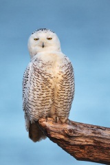 Snowy Owl