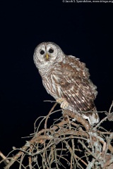 Barred Owl