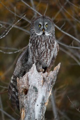 Great Gray Owl