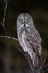 Great Gray Owl