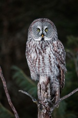 Great Gray Owl