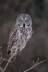 Great Gray Owl