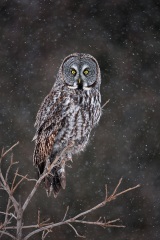 Great Gray Owl