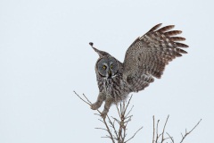 Great Gray Owl