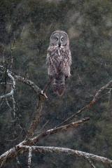 Great Gray Owl