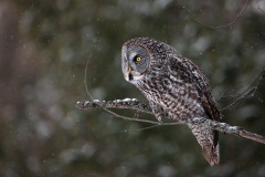 Great Gray Owl