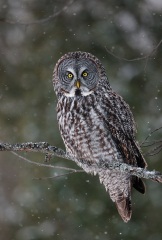 Great Gray Owl