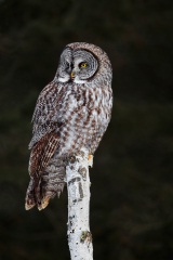 Great Gray Owl