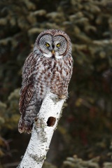 Great Gray Owl