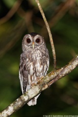 Mottled Owl