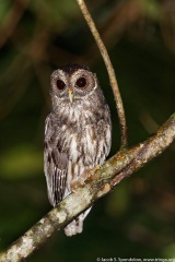 Mottled Owl