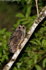 Mottled Owl