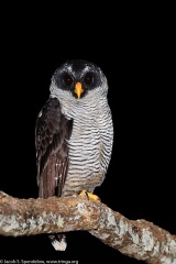 Black-and-white Owl