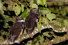 Spectacled Owl