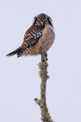 Northern Hawk Owl