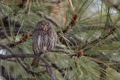 Northern Pygmy-Owl