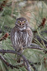 Northern Pygmy-Owl